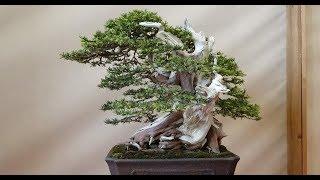 ARCO BONSAI ITALIA 2019