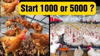 How Many Birds Should I Start In my  poultry farm as a beginner ?