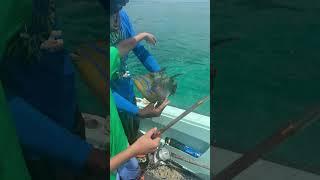 Catching a trigger fish, fishing in Bahamas