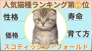 【猫種人気ランキング1位】スコティッシュ・フォールドの性格、寿命、価格まとめ