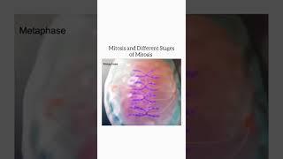 Niazi Education and Learning | Mitosis and different stage of Mitosis