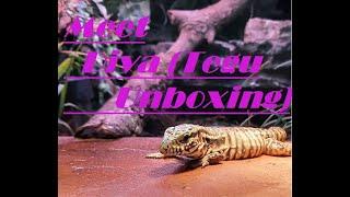 TEGU UNBOXING Rose City Reptiles TX Crime Scene Baby Girl