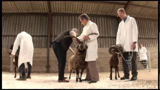 Manx Loaghtan Sheep Breeders' Group Annual Show 2013