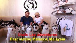 Uncle Lee goes to historical Malacca and plays with huskies