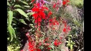 Cardinal Flower (Lobelia cardinalis)