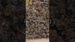 The Vanishing Honeybees: What’s Happening to Our Pollinators? #curiosphere #facts #honey #farming