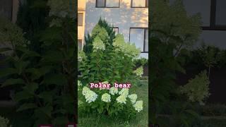 #polrabear#graffiti #limelight #гортензия #шортс #гортензія #flower #hortensia #paniculata #shorts