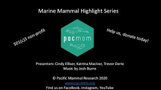 Marine Mammal Highlight Episode 15: Dalls porpoise