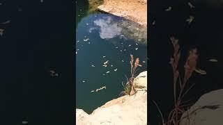 School of Fish in a Pond