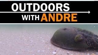 Outdoors with Andre: Tagging the prehistoric horseshoe crab