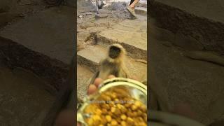 Bandar mama #लयभारी बंदर मामा पहन पैजामा | मजेशीर बंदर मामा #monkeyvideo #monkey #shorts