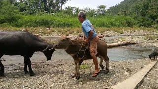 Riding Small Carabao | Papskang