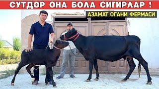 СУТДОР ОНА БОЛА СИГИРЛАР АЗАМАТ ОГАНИ ФЕРМАСИ ХОРАЗМ БУ́ЙЛАБ ДАСТАВКА !!! ХОРАЗМ БОЗОР