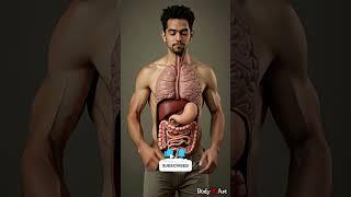 Digestive System Animation | Human Anatomy 58 #humanbody