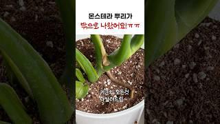 몬스테라 밖으로 나오는 뿌리! 어떻게 해야하죠? #몬스테라기근 #몬스테라 #plants