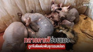 ทลายคาเฟ่ช่วยแมว ถูกขังตัดต่อพันธุกรรมแปลก - Workpoint News