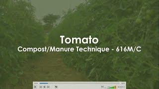 Tomato 616MC