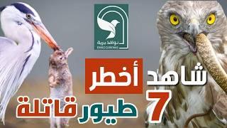 تعرف على 7 طيور قاتلة وطرقها المذهلة في قنص فرائسها من الجو والارض وفي اعماق المياه