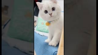Con mèo kêu meo meo #cat #thucung #cute #pets #baby #funny #shorts
