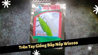 Giới Thiệu Hạt Giống Bắp Nếp Siêu Giòn Ngọt Win 100