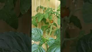 Спеют помидоры, подрастает перец, на балконе. Tomatoes are spiced, peppers are growing up#shorts