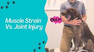 Muscle Strain Vs. Joint Injury in Dogs - How to Tell The Difference