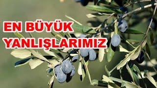 Zeytin Çeşitleri ve Yağ Oranları? Zeytinde Dikim Aralığı Mesafesi? Zeytin Fidanı Nasıl Dikilir?