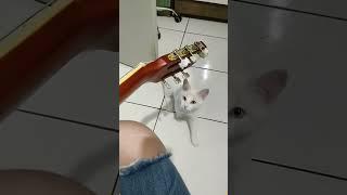 Cats also have a slight understanding of music.#cat #catsoftiktok #catlover #funny #funnyvideos