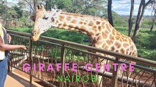 Giraffe Centre Nairobi.. A weekend visit/ places to visit in Nairobi.
