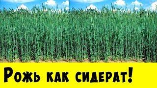 РОЖЬ КАК СИДЕРАТ !!! Обязательно посадите её у себя на огороде !!!