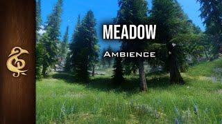 Meadow | Breeze, Birds, Lively, Warm ASMR Ambience | 3 Hours