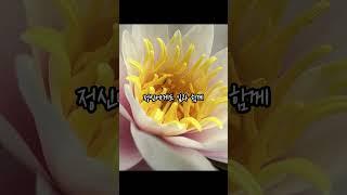 글을 쓰는 것에 의해 사색할 수 있다/#짧고좋은글귀 #좋은글귀 #짧은명언 #글귀 #힘들때짧고좋은글귀 #짧고좋은글귀배경 #짧은명언모음 #노력짧은명언 #명언모음 #명언