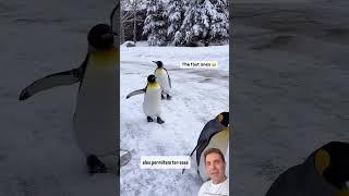 Que tal ver pinguins de pertinho no Calgary Zoo, no Canadá?