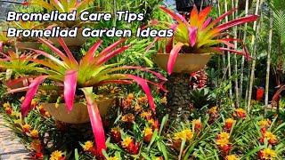 Amazing Beautiful Bromeliad Care Tips For Beginners l Bromeliads Garden Ideas