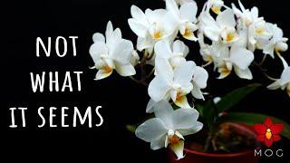 Don't buy this Phalaenopsis Orchid until you watch this! ‍️