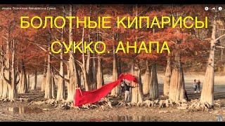 Анапа. Болотные Кипарисы в Сукко.