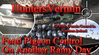 Feral Pigeon Control On Another Rainy Day