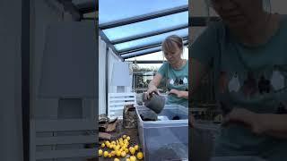 Herbstschale bepflanzen und Leuchtpilze #herbstdeko #tiktoktrend