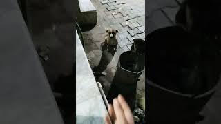 #streets dogs play with me #youtubevideo shorts #