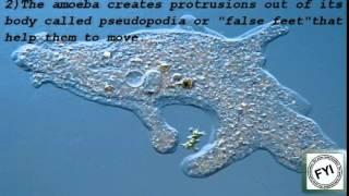 10 Interesting facts of Amoeba