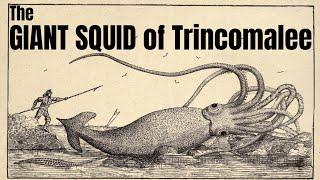 The Giant Squid of Trincomalee | A Short Documentary