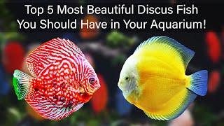 Top 5 Most Beautiful Discus Fish You Should Have in Your Aquarium!