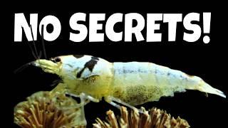 How To Breed Caridina Bee Shrimp