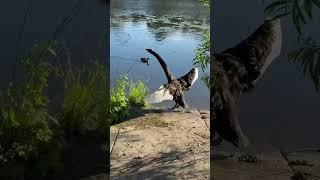 Лебедь напал на собаку / Swan attacks a dog