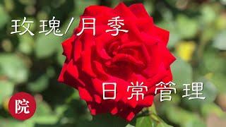 【彬彬有院】花 •180玫瑰/月季日常管理养护//从四个方面说说日常的管理养护