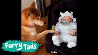 Dogs and Babies  | @FurryTails