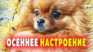 Spitz and autumn mood. It's time to close the channel. About Ryzhulka