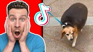 Dog trainer reacts to BEAGLE  TikToks