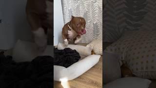 СОГЛАСНЫ!? ВЕДЬ ТАК И ЕСТЬ… #врек #топ #собака #прикол #тренды #funny #puppy #top #trend