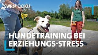 Mein neuer Hund - Trainerin Franzi hilft bei der Erziehung | SWR Doku